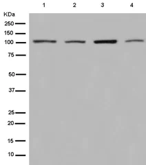 Western blot - Anti-PH3 antibody [EPR13306] - BSA and Azide free (AB250227)