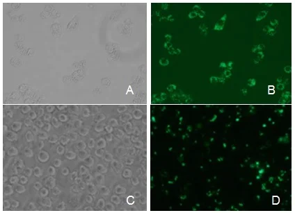 Functional Studies - Phagocytosis Assay Kit (Green E.coli) (AB235900)