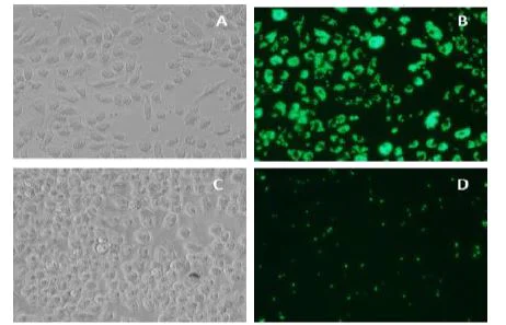 Functional Studies - Phagocytosis Assay Kit (Green Zymosan) (AB234053)