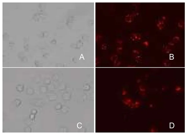 Functional Studies - Phagocytosis Assay Kit (Red E. coli) (AB235901)
