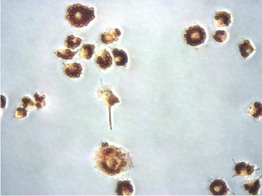 Functional Studies - Phagocytosis Assay Kit (Zymosan Substrate) (AB211156), expandable thumbnail