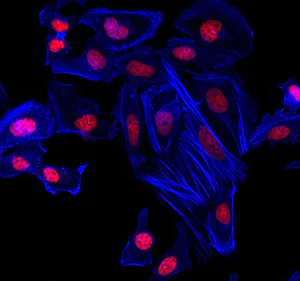 Fluorescence Microscopy - Phalloidin-iFluor 350 Reagent (AB176751)