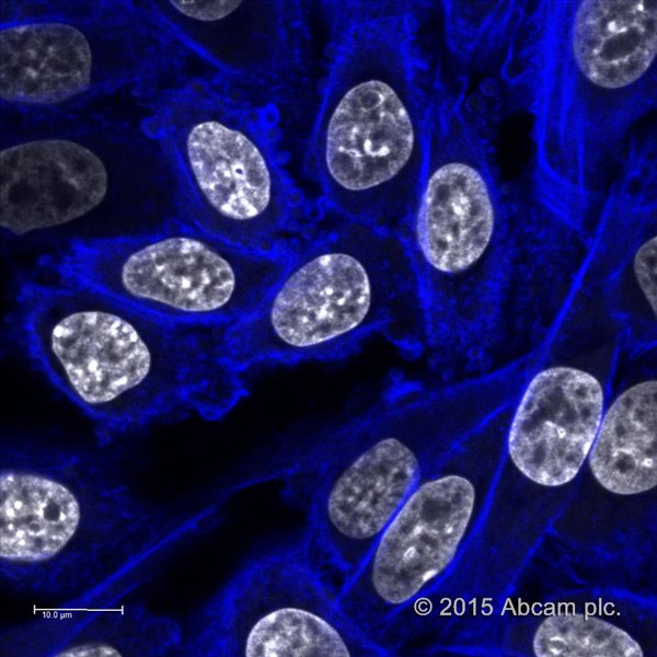 Immunocytochemistry/ Immunofluorescence - Phalloidin-iFluor 405 Reagent (AB176752), expandable thumbnail