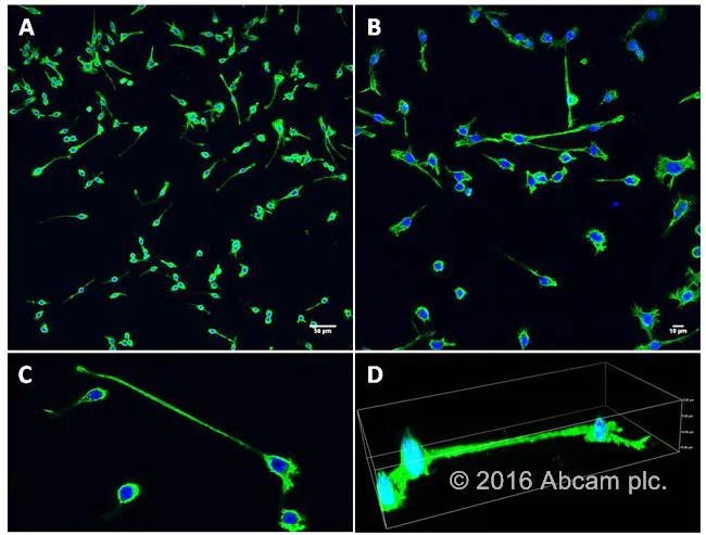 Functional Studies - Phalloidin-iFluor 488 Reagent (AB176753)