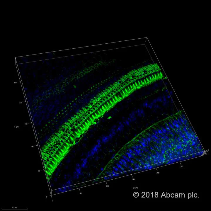 Functional Studies - Phalloidin-iFluor 488 Reagent (AB176753)