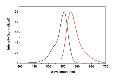 Fluorescence Microscopy - Phalloidin-iFluor 555 Reagent (AB176756)