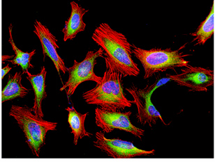 Fluorescence Microscopy - Phalloidin-iFluor 594 Reagent (AB176757), expandable thumbnail