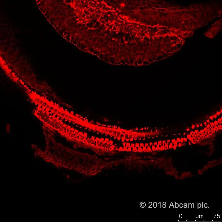 Functional Studies - Phalloidin-iFluor 594 Reagent (AB176757)