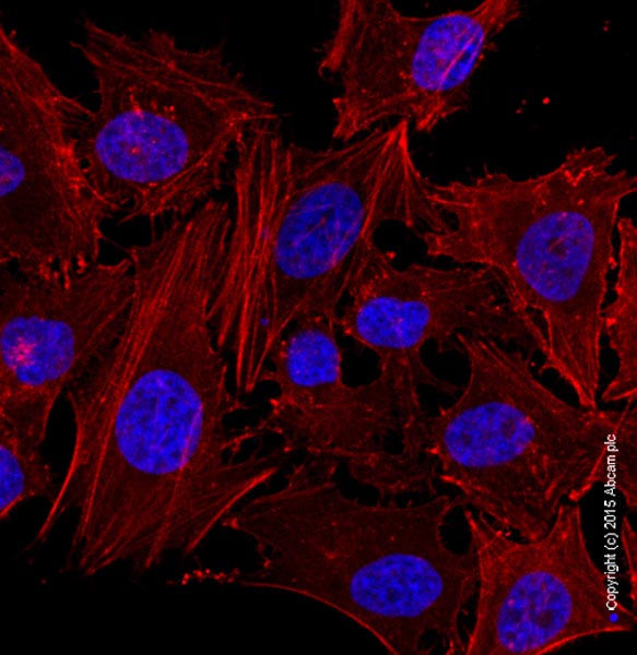 Fluorescence Microscopy - Phalloidin-iFluor 647 Reagent (AB176759), expandable thumbnail