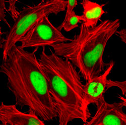 Immunocytochemistry/ Immunofluorescence - Phalloidin-iFluor 680 Reagent (AB176760), expandable thumbnail