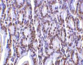 Immunohistochemistry (Formalin/PFA-fixed paraffin-embedded sections) - Anti-PHAP1 antibody (AB5991)