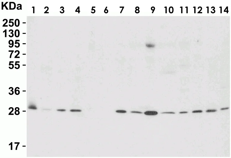 Western blot - Anti-PHAP1 antibody (AB5991)