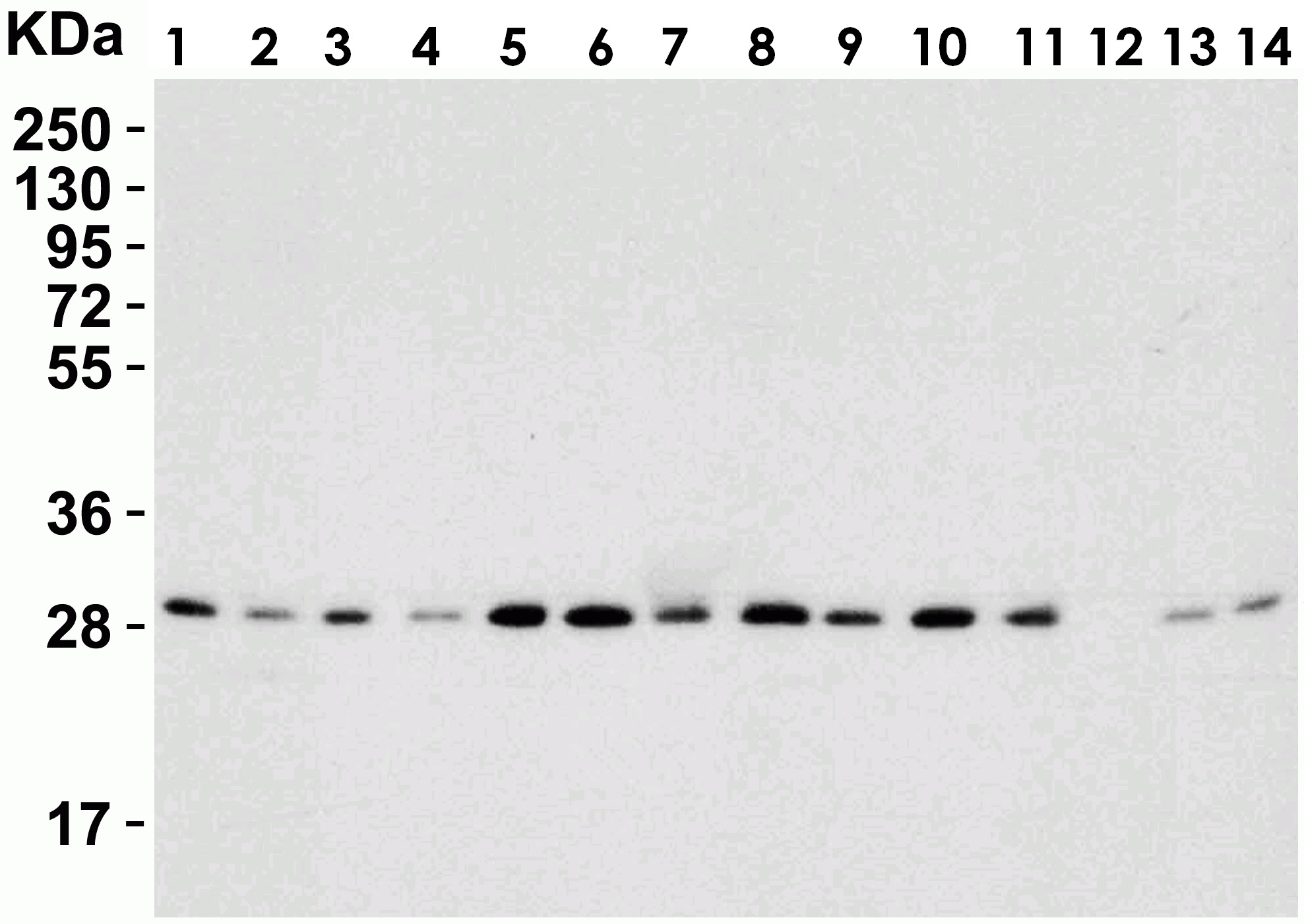 Western blot - Anti-PHAP1 antibody (AB5991)