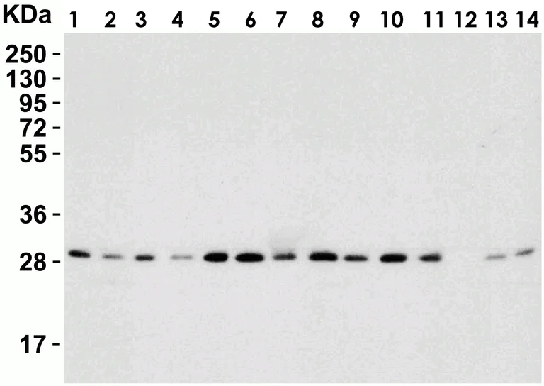 Western blot - Anti-PHAP1 antibody (AB5991)