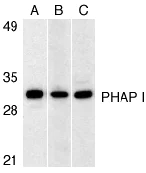 Western blot - Anti-PHAP1 antibody (AB5991)