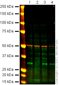 Western blot - Anti-PHAP1 antibody (AB5991)