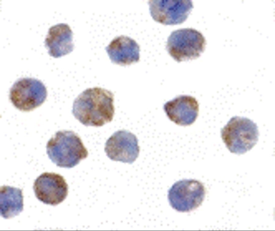Immunocytochemistry/ Immunofluorescence - Anti-PHAP1 antibody (AB5992), expandable thumbnail