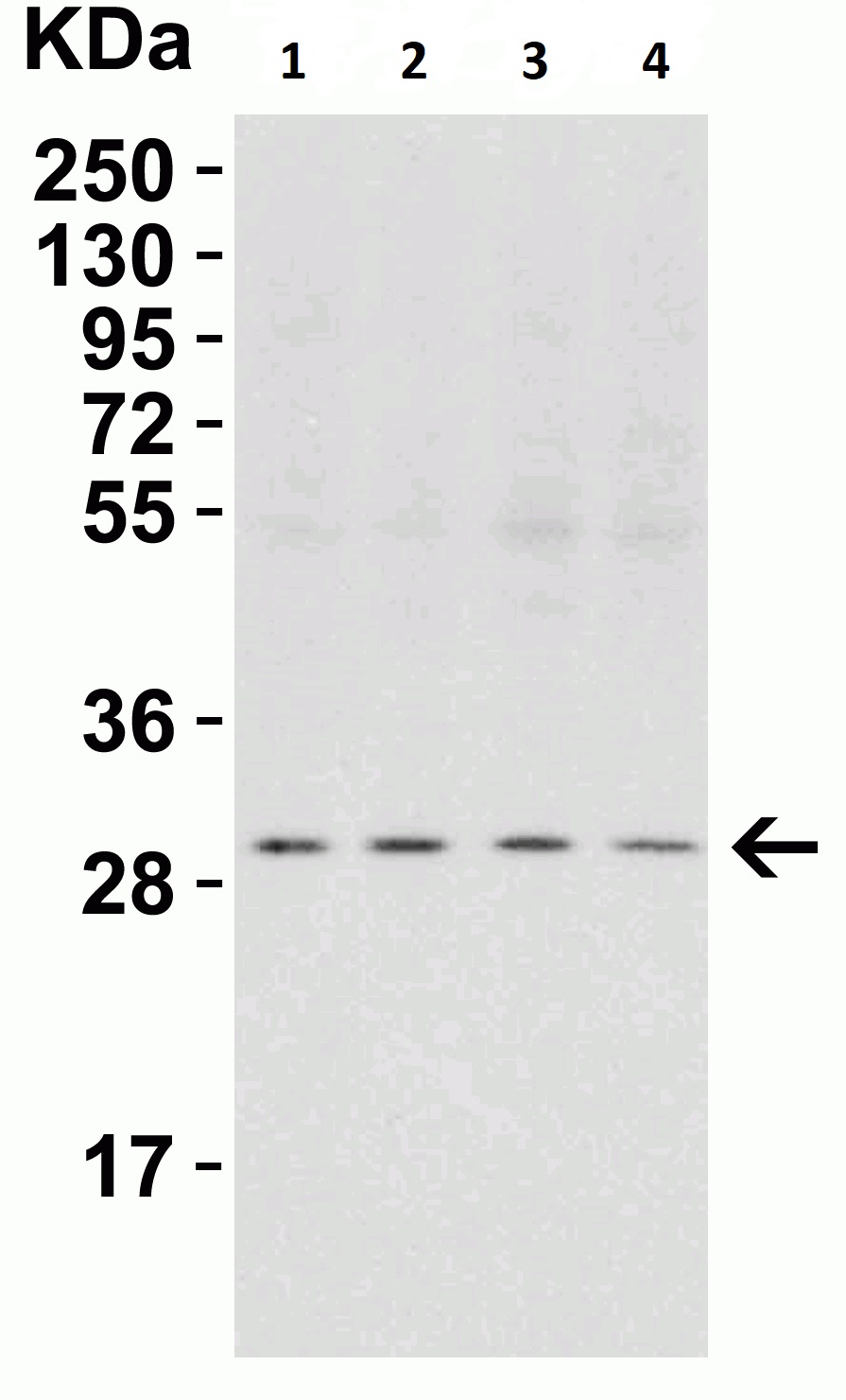 Western blot - Anti-PHAP1 antibody (AB5992), expandable thumbnail