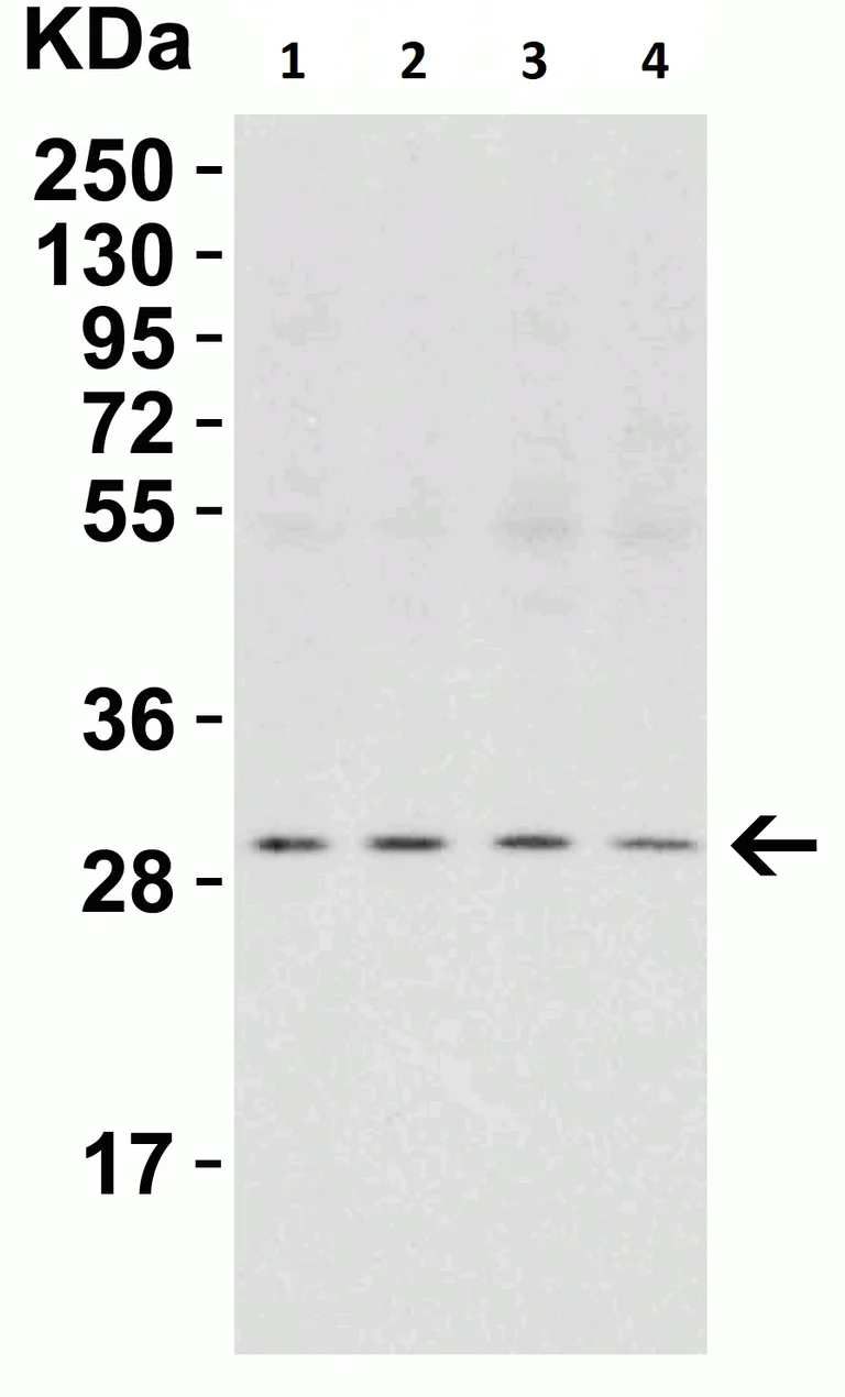 Western blot - Anti-PHAP1 antibody (AB5992)