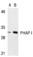 Western blot - Anti-PHAP1 antibody (AB5992)