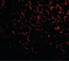 Immunocytochemistry/ Immunofluorescence - Anti-PHAP1 antibody - C-terminal (AB189110)