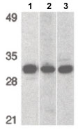 Western blot - Anti-PHAP1 antibody - C-terminal (AB189110)