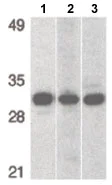 Western blot - Anti-PHAP1 antibody - C-terminal (AB189110)