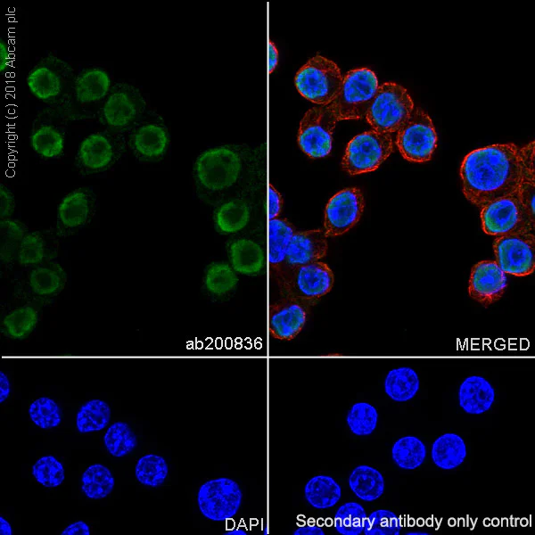 Immunocytochemistry/ Immunofluorescence - Anti-PHAPI2 / APRIL antibody [EPR14588] - BSA and Azide free (AB239014)
