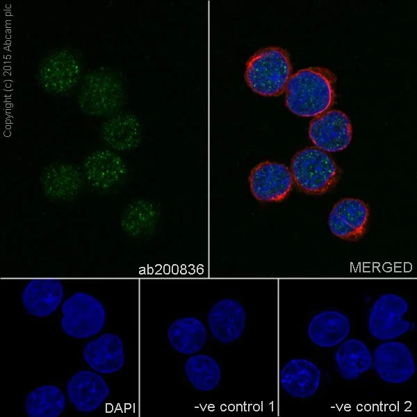 Immunocytochemistry/ Immunofluorescence - Anti-PHAPI2 / APRIL antibody [EPR14588] - BSA and Azide free (AB239014)