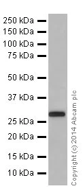 Western blot - Anti-PHAPI2 / APRIL antibody [EPR14588] - BSA and Azide free (AB239014)