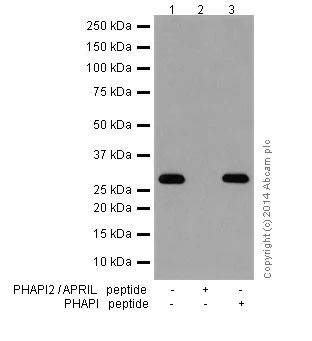 Western blot - Anti-PHAPI2 / APRIL antibody [EPR14588] - BSA and Azide free (AB239014)