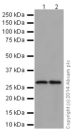 Western blot - Anti-PHAPI2 / APRIL antibody [EPR14588] - BSA and Azide free (AB239014)