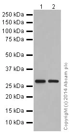Western blot - Anti-PHAPI2 / APRIL antibody [EPR14588] - BSA and Azide free (AB239014)