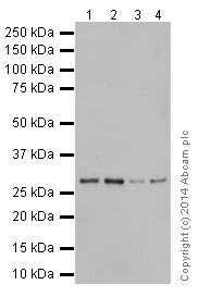 Western blot - Anti-PHAPI2 / APRIL antibody [EPR14588] - BSA and Azide free (AB239014)