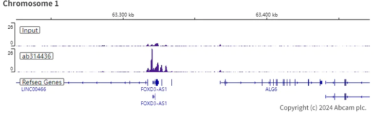 ChIP-sequencing - Anti-PHC2 antibody [EPR27147-176] - ChIP Grade (AB314436)