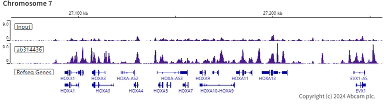 ChIP-sequencing - Anti-PHC2 antibody [EPR27147-176] - ChIP Grade (AB314436)