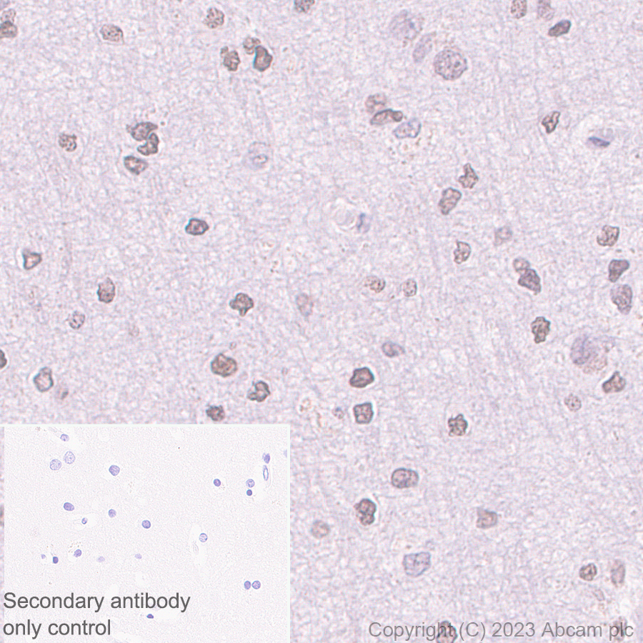 Immunohistochemistry (Formalin/PFA-fixed paraffin-embedded sections) - Anti-PHC2 antibody [EPR27147-176] - ChIP Grade (ab314436), expandable thumbnail