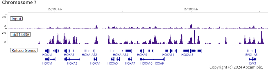 ChIP-sequencing - Anti-PHC2 antibody [EPR27147-176] - ChIP Grade - BSA and Azide free (AB314437), expandable thumbnail