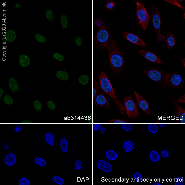 Immunocytochemistry/ Immunofluorescence - Anti-PHC2 antibody [EPR27147-176] - ChIP Grade - BSA and Azide free (ab314437), expandable thumbnail
