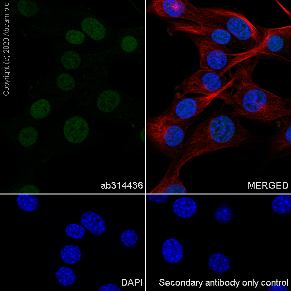 Immunocytochemistry/ Immunofluorescence - Anti-PHC2 antibody [EPR27147-176] - ChIP Grade - BSA and Azide free (ab314437), expandable thumbnail