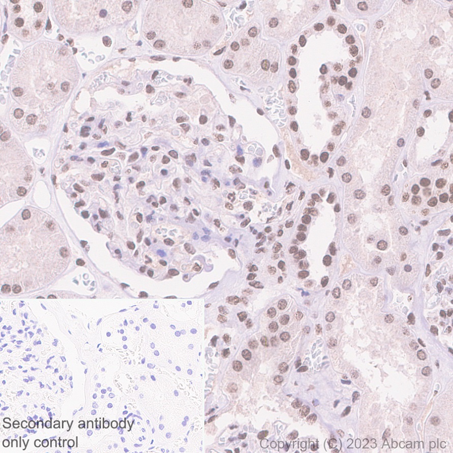 Immunohistochemistry (Formalin/PFA-fixed paraffin-embedded sections) - Anti-PHC2 antibody [EPR27147-176] - ChIP Grade - BSA and Azide free (ab314437), expandable thumbnail