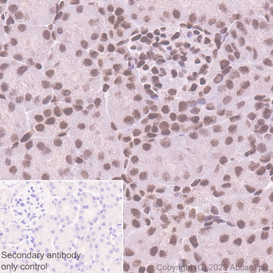 Immunohistochemistry (Formalin/PFA-fixed paraffin-embedded sections) - Anti-PHC2 antibody [EPR27147-176] - ChIP Grade - BSA and Azide free (ab314437), expandable thumbnail