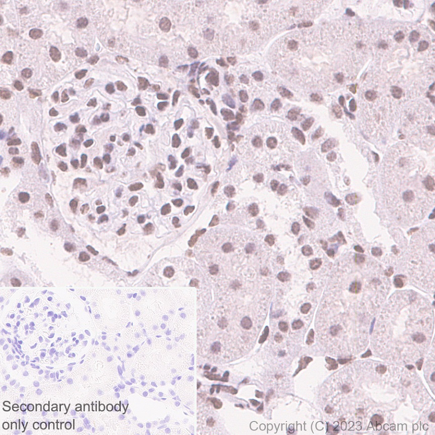 Immunohistochemistry (Formalin/PFA-fixed paraffin-embedded sections) - Anti-PHC2 antibody [EPR27147-176] - ChIP Grade - BSA and Azide free (ab314437), expandable thumbnail