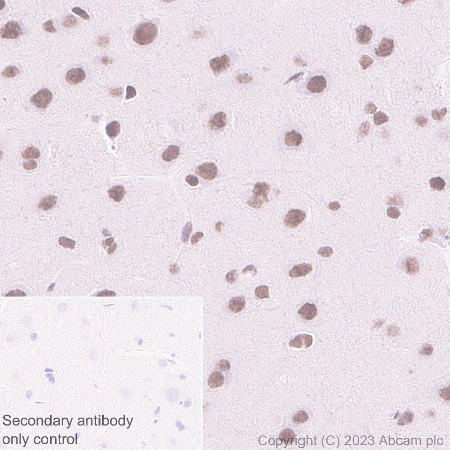 Immunohistochemistry (Formalin/PFA-fixed paraffin-embedded sections) - Anti-PHC2 antibody [EPR27147-176] - ChIP Grade - BSA and Azide free (ab314437), expandable thumbnail