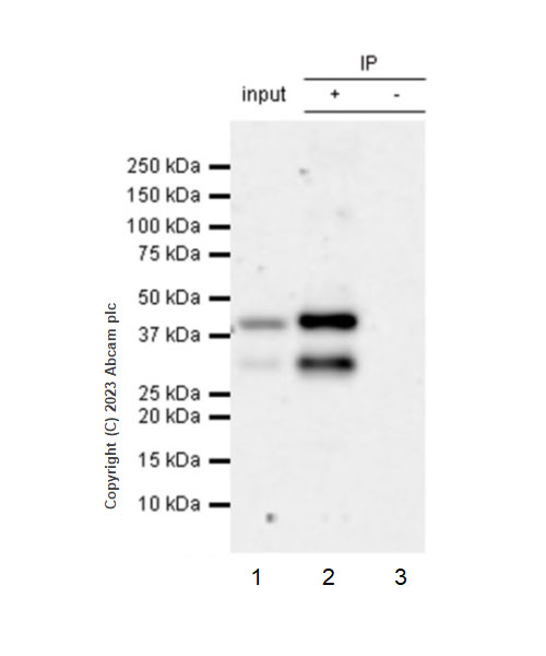 Immunoprecipitation - Anti-PHC2 antibody [EPR27147-176] - ChIP Grade - BSA and Azide free (ab314437), expandable thumbnail