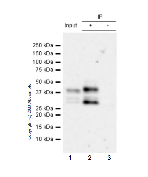 Immunoprecipitation - Anti-PHC2 antibody [EPR27147-176] - ChIP Grade - BSA and Azide free (ab314437), expandable thumbnail
