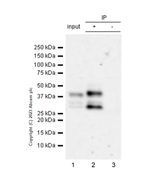 Immunoprecipitation - Anti-PHC2 antibody [EPR27147-176] - ChIP Grade - BSA and Azide free (AB314437)