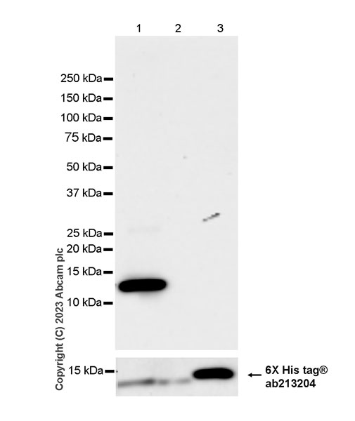 Western blot - Anti-PHC2 antibody [EPR27147-176] - ChIP Grade - BSA and Azide free (ab314437), expandable thumbnail