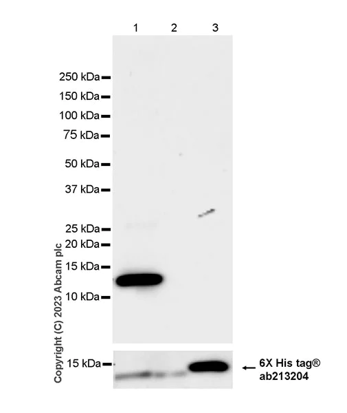 Western blot - Anti-PHC2 antibody [EPR27147-176] - ChIP Grade - BSA and Azide free (AB314437)