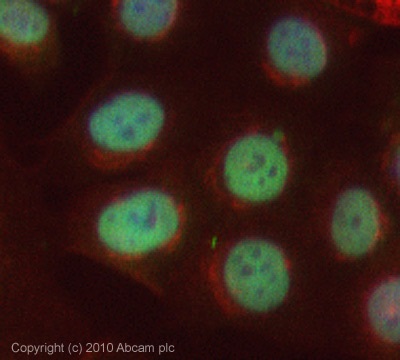 Immunocytochemistry/ Immunofluorescence - Anti-PHD finger protein 1/PHF1 antibody (AB80042)